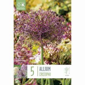 Allium Christophii - 5 Bulbs